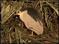 _7SB5345 black-crowned night-heron